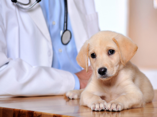 Grants Pass, OR. Animal Clinic Insurance